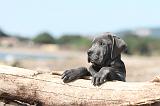CANE CORSO 468